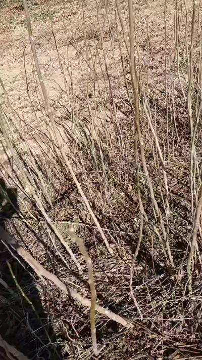 出售臭椿苗，巨峰葡萄苗。药用连翘苗，科研五号优质种苗，2/5年苗，药用连翘树，挂果树，全国包邮到家！财富密码18534302961