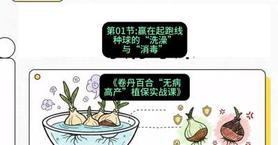 第01节：赢在起跑线&mdash;&mdash;种球的&ldquo;洗澡&rdquo;与&ldquo;消毒&rdquo;，课程：《卷丹百合&ldquo;无病高产&rdquo;植保实战课》#识农AI