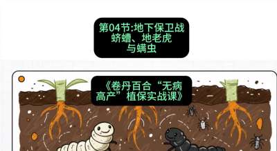 第04节：地下保卫战&mdash;&mdash;蛴螬、地老虎与螨虫 ，课程：《卷丹百合&ldquo;无病高产&rdquo;植保实战课》#识农AI