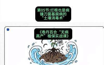 第05节：烂根也是病&mdash;&mdash;镰刀菌基腐病的&ldquo;土壤消毒术&rdquo; ，课程：《卷丹百合&ldquo;无病高产&rdquo;植保实战课》#识农AI