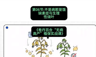 第06节：不是病那是饿&mdash;&mdash;缺素症与生理性烧叶 ，课程：《卷丹百合&ldquo;无病高产&rdquo;植保实战课》#识农AI