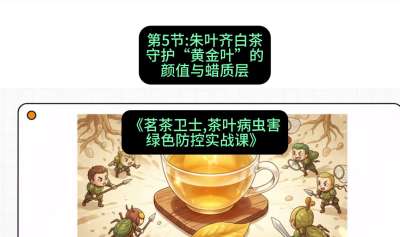 第05节：朱叶齐白茶&mdash;&mdash;守护&ldquo;黄金叶&rdquo;的颜值与蜡质层（重点），课程：《茗茶卫士&mdash;&mdash;茶叶病虫害绿色防控实战课》#识农AI