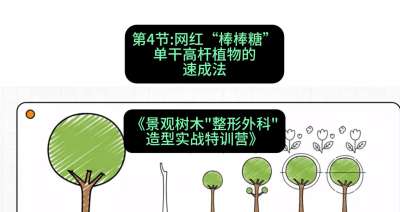 第04节：网红&ldquo;棒棒糖&rdquo;&mdash;&mdash;单干高杆植物的速成法，课程：《景观树木&ldquo;整形外科&rdquo;造型实战特训营》#识农AI