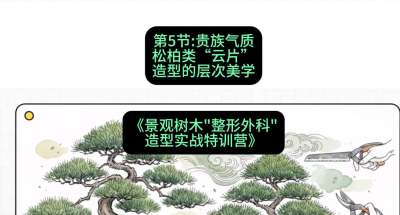 第05节：贵族气质&mdash;&mdash;松柏类&ldquo;云片&rdquo;造型的层次美学，课程：《景观树木&ldquo;整形外科&rdquo;造型实战特训营》#识农AI