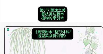 第06节：飘逸之美&mdash;&mdash;垂枝类与藤本植物的牵引术，课程：《景观树木&ldquo;整形外科&rdquo;造型实战特训营》#识农AI