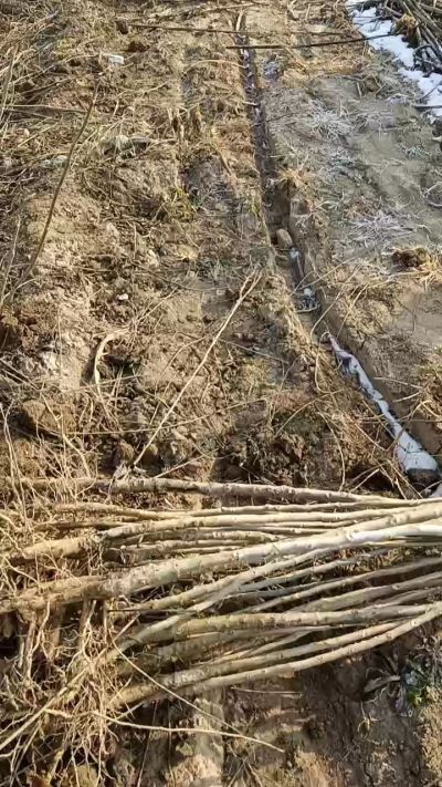 臭椿树苗，一年苗，需要联系18534302961