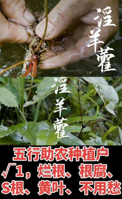 177，1907，0725，V 同号
1  老乡们！种淫羊藿不用乱买肥，咱这款专用肥，针对淫羊藿习性配的，壮苗防烂根，采收多卖钱，用过都回头！
2  咱种淫羊藿图的就是省心高产！专用肥薄肥勤施，苗不烧