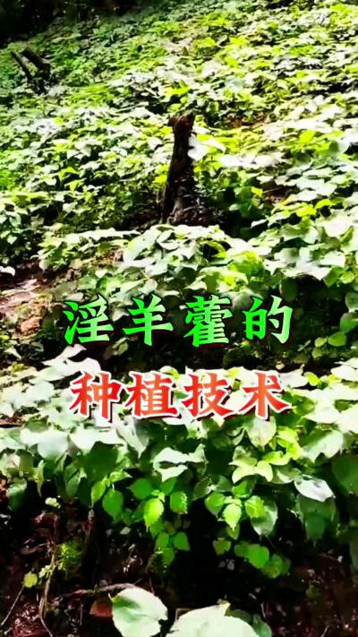 揭秘&ldquo;仙草&rdquo;淫羊藿的种植密码！耐严寒耐贫瘠，林下套种不占耕地，管理简单还能套种其他作物，一亩地的投入两亩地的收益～ 想返乡创业的赶紧码住！ #淫羊藿种植技术 #返乡创业项目 #药材种植指南 #农业新风