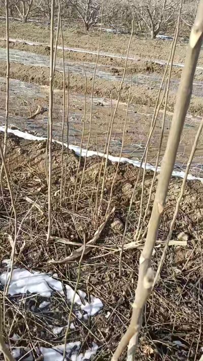 臭椿苗，一年苗，需要联系我，全国包邮到家。18534302961