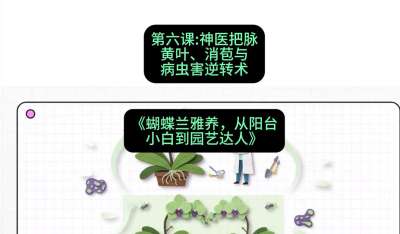 第六节：神医把脉：黄叶、消苞与病虫害逆转术，课程：《蝴蝶兰雅养六讲：从阳台小白到园艺达人》#识农AI