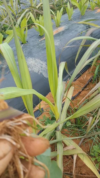 黑甘蔗种植下去，三个月。第一次追肥，