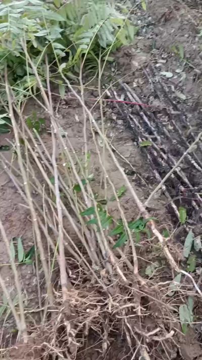 出售臭椿苗，巨峰葡萄苗。药用连翘苗，科研五号优质种苗，2/5年苗，药用连翘树，挂果树，全国包邮到家！财富密码18534302961