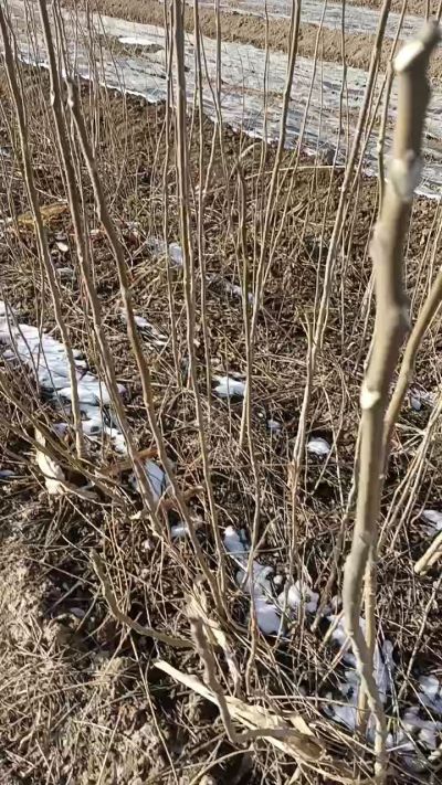 出售臭椿苗，巨峰葡萄苗。药用连翘苗，科研五号优质种苗，2/5年苗，药用连翘树，挂果树，全国包邮到家！财富密码18534302961