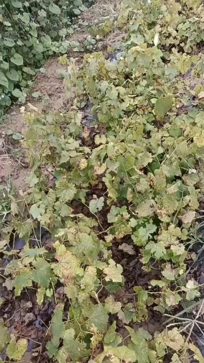 出售巨峰葡萄苗。药用连翘苗，科研五号优质种苗，2/5年苗，药用连翘树，挂果树，全国包邮到家！财富密码18534302961