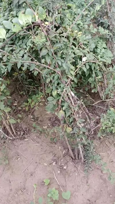 出售药用连翘苗，科研五号优质种苗，2/5年苗，药用连翘树，挂果树，全国包邮到家！财富密码18534302961