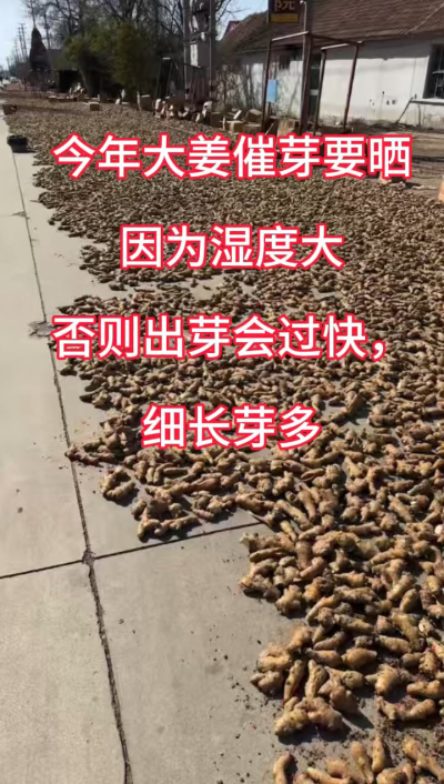 今年大姜催芽要晒种！