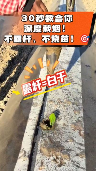 这个栽法太关键了！深栽是烤烟成活的根本，亲测有效！