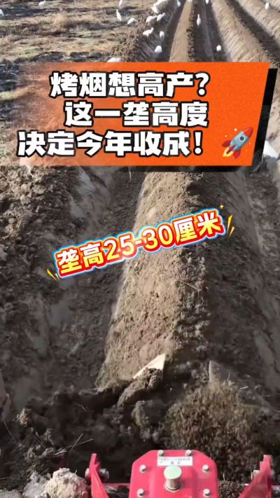 想让烤烟高产，就得从细节抓起。分享一点实打实的干货，只为帮大家少走弯路，种出好烟叶！🌱👍