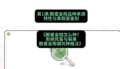 第1节：脆蜜金柑品种来源、特性与真假苗鉴别，课程：《脆蜜金柑怎么种？拒绝死苗与裂果，脆蜜金柑8步避坑种植法》#识农AI