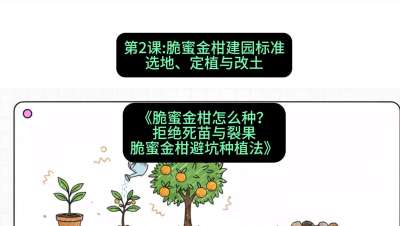 第2节：脆蜜金柑建园标准：选地、定植与改土，课程：《脆蜜金柑怎么种？拒绝死苗与裂果，脆蜜金柑8步避坑种植法》#识农AI
