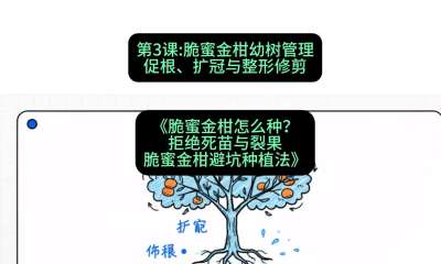 第3节：脆蜜金柑幼树管理：促根、扩冠与整形修剪，课程：《脆蜜金柑怎么种？拒绝死苗与裂果，脆蜜金柑8步避坑种植法》#识农AI