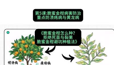 第5节：脆蜜金柑病害防治：重点防溃疡病与黄龙病，课程：《脆蜜金柑怎么种？拒绝死苗与裂果，脆蜜金柑8步避坑种植法》#识农AI