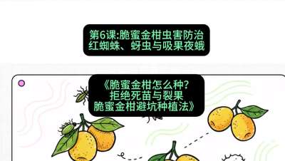 第6节：脆蜜金柑虫害防治：红蜘蛛、蚜虫与吸果夜蛾，课程：《脆蜜金柑怎么种？拒绝死苗与裂果，脆蜜金柑8步避坑种植法》#识农AI