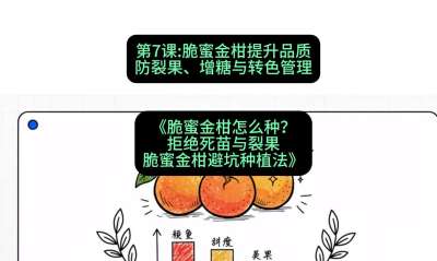 第7节：脆蜜金柑提升品质：防裂果、增糖与转色管理，课程：《脆蜜金柑怎么种？拒绝死苗与裂果，脆蜜金柑8步避坑种植法》#识农AI