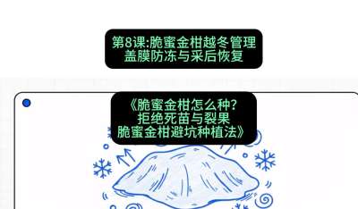 第8节：脆蜜金柑越冬管理：盖膜防冻与采后恢复，课程：《脆蜜金柑怎么种？拒绝死苗与裂果，脆蜜金柑8步避坑种植法》#识农AI
