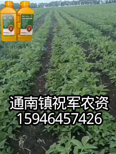 大豆苗前封闭，可封红根苋菜，灰菜，兰花菜，野豆子，捞豆秧等恶性杂草，封杀兼备的高端产品。