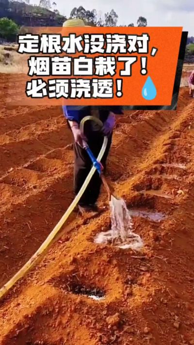烤烟移栽定根水这么浇，烟苗稳活不僵苗！水里加点它，缓苗快、长势壮，种烟新手必看！