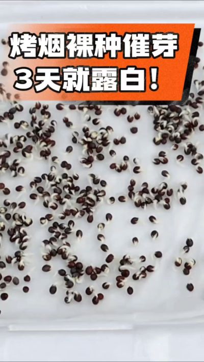 烤烟裸种催芽小技巧，清水浸泡、保温保湿，3天就能露白，出苗快又齐！烟农朋友收藏备用～