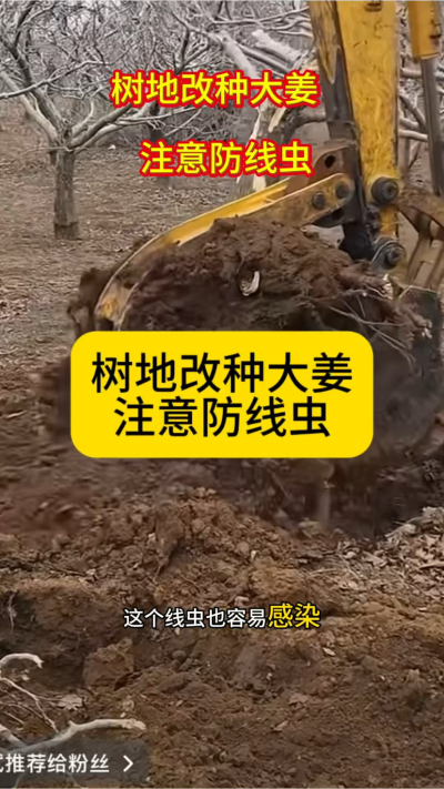 树地改种大姜，注意防线虫！