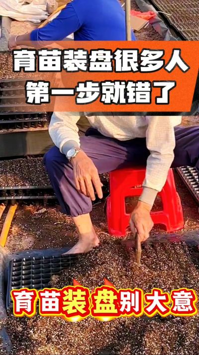 烤烟育苗基质装盘，一步做对，出苗整齐又壮苗！装盘技巧记牢，少走弯路，育苗更省心