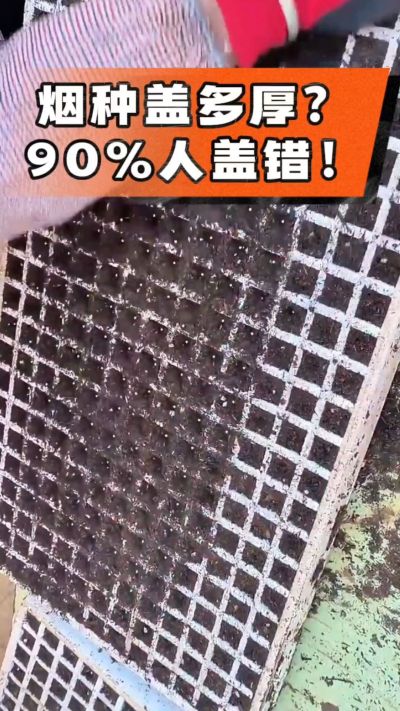 烟种盖多厚？90%烟农都盖错！薄盖才出苗齐、不闷种，烤烟育苗关键一步，照着做就对了