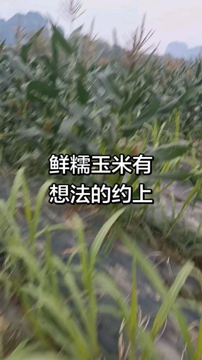 农户种植的白糯玉米大量上市，助农帮农在行动
