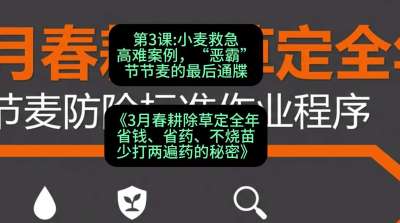 第3节：小麦救急高难案例，&ldquo;恶霸&rdquo;节节麦的最后通牒，课程：《3月春耕除草定全年：省钱、省药、不烧苗、少打两遍药的秘密》