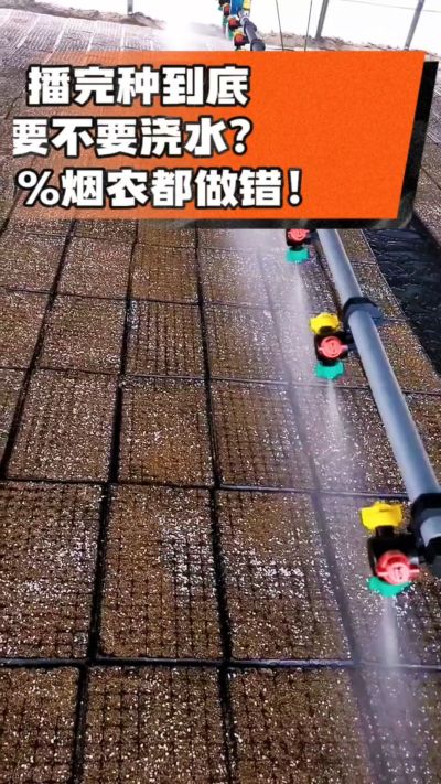 烤烟播完种一定要浇透底水，喷雾慢浇、别大水冲，盘底漏水才算到位，出苗又齐又壮！#烤烟育苗 #烤烟种植 #烟农干货 #育苗技术
