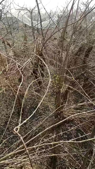 出售药用连翘苗，科研五号优质种苗，2/5年苗，药用连翘树，挂果树，全国包邮到家！财富密码18534302961