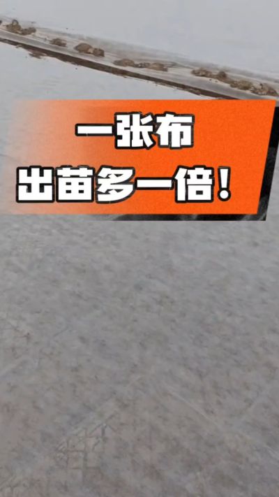 烤烟育苗盖无纺布，保温保湿出苗齐，不烂种、出苗快，烟农必备小技巧！