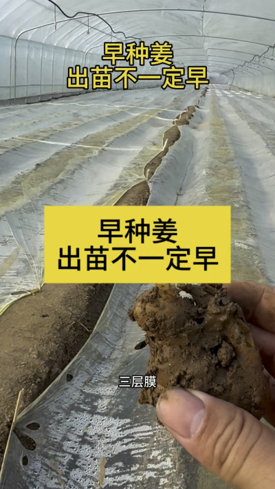 早种姜，出苗不一定早！