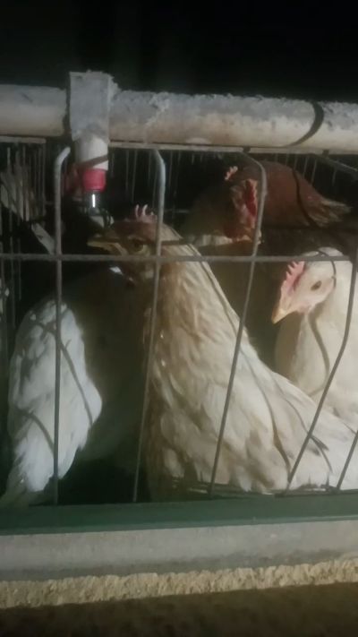 这鸡群在怪叫，怪叫的原因是痰化黏着，形成的比呼噜更重的一种呼吸道。其病因为肺中有热，热灼而痰黏，从而引起的怪叫。