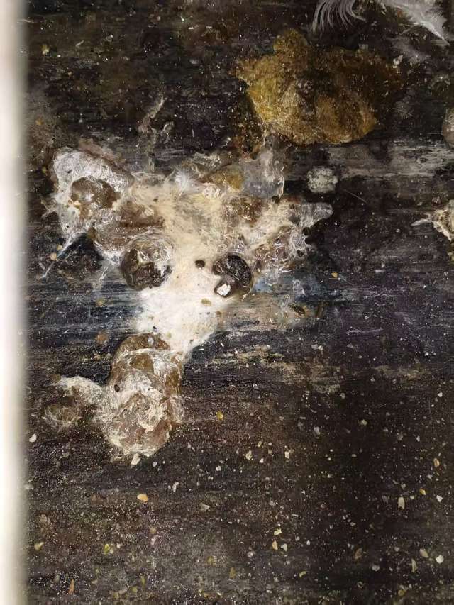 蛋鸡拉白稀的问题