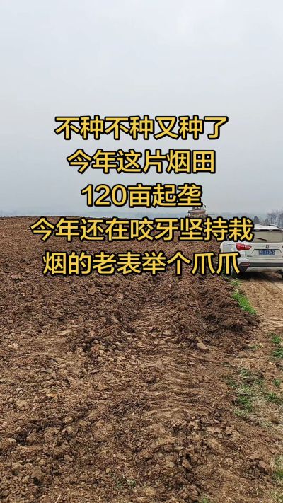 不种不种又种啦，还在咬牙坚持栽烟的老表集合啦！