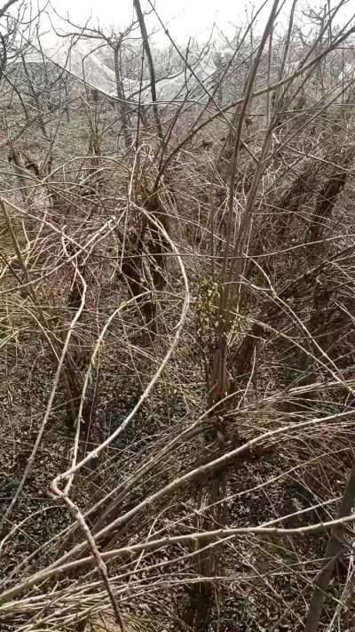 药用连翘苗，科研种苗定制树。挂果树。需要联系18534302961