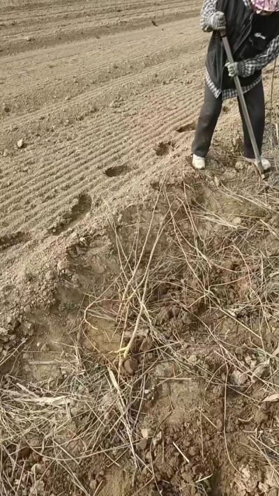 臭椿苗，一年籽播苗，地径0.5/1公分以上。需要联系18534302961