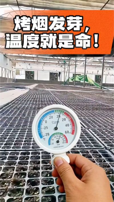 老烟农都懂：发芽温度不对，后期再管都白费！