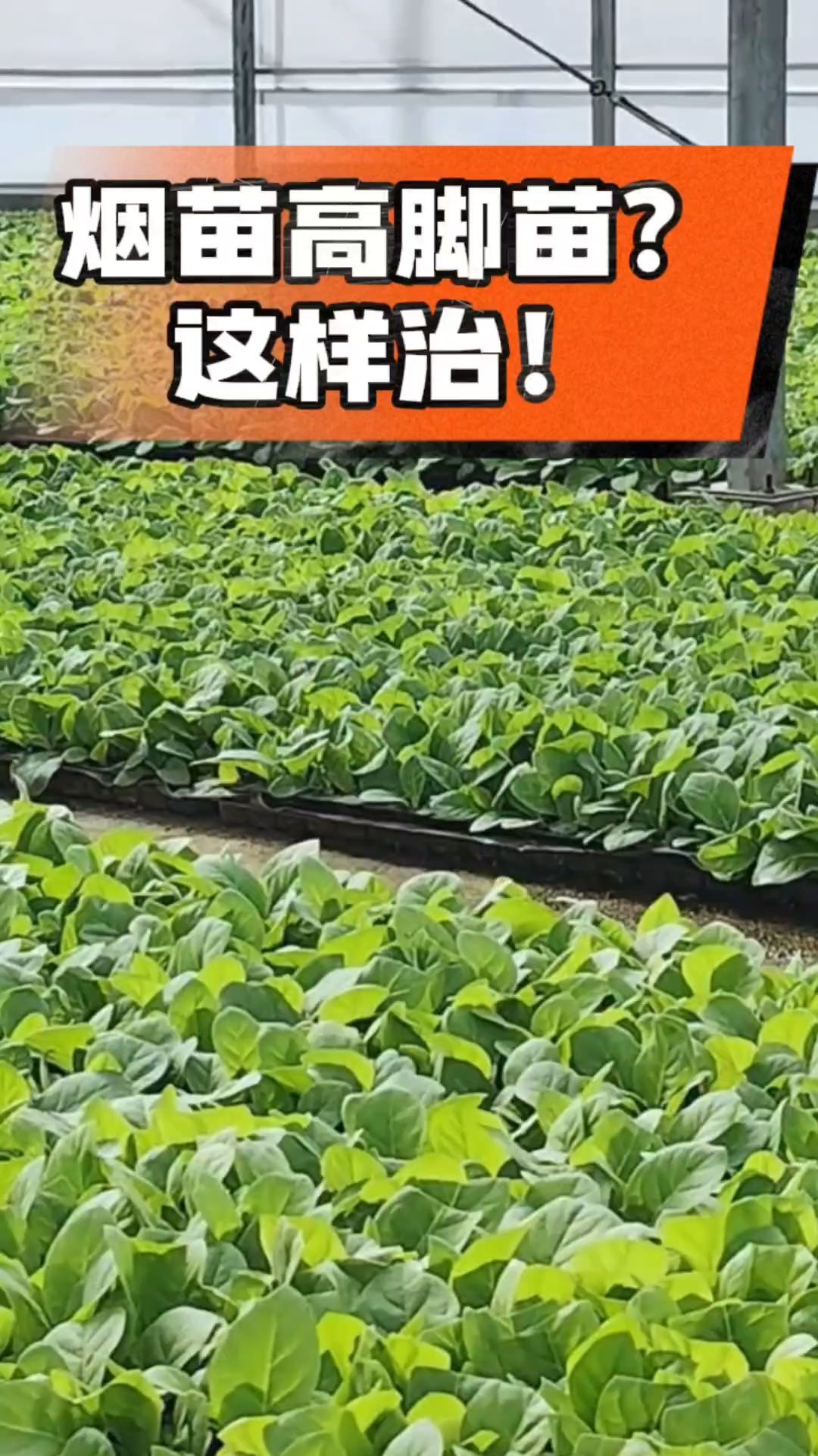 烤烟齐苗期管理关键：精准控温，防高脚苗，培育壮苗好上手！