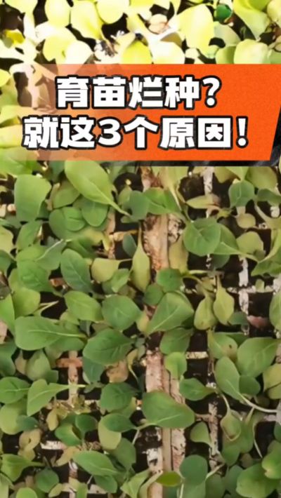 烤烟育苗烂种？3个原因讲清楚！消毒、控水、控温，做到就苗齐苗壮🔥
#烤烟育苗 #烤烟种植 #烂种防治 #烟农
