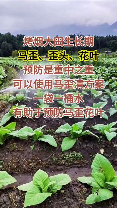 烤烟大田生长期，马歪歪头花叶预防是重中之重，可以使用马歪清方案，一袋一桶水，有助于预防马歪花叶。
烤烟管理早做一步，后期少操心！#烤烟种植#烤烟管理#烤烟大田管理#烤烟病害防治